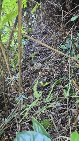 20250925柑子坑山動01-動04-市929-市582894944