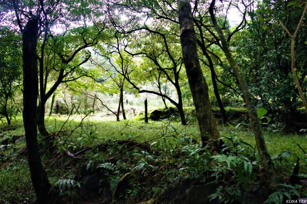 魚路古道連走七星山803480