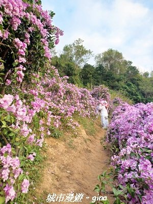 【苗栗】賞花趣~銅鑼杭菊x通霄蒜香藤花廊2945995
