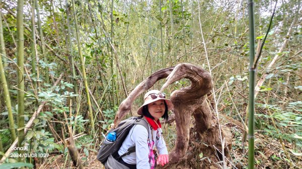 桃園復興枕頭山、薑母島O型走(角板山賞梅)2398177