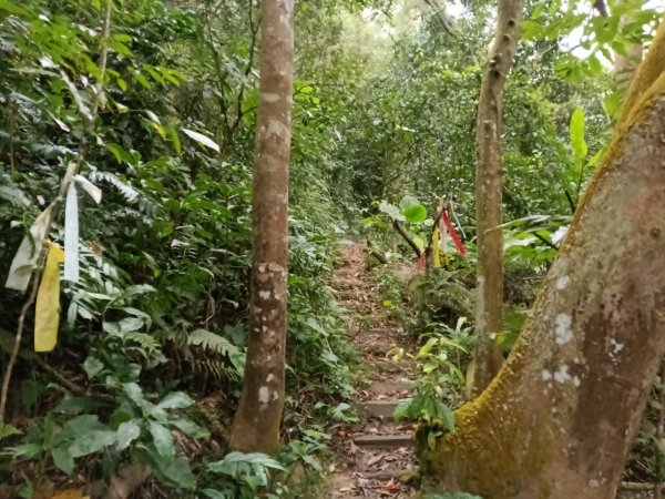 關西鎮太元宮-赤柯山-赤柯山南峰-東獅頭山-西獅頭山-東獅頭山8字走3022857