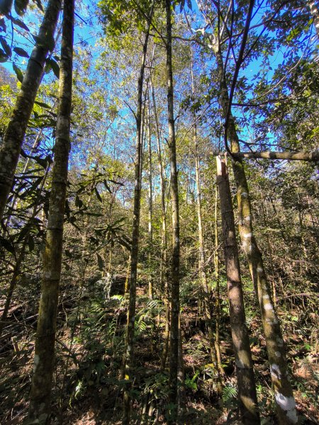 2025-12-21 武界山、獅凸魯山、橫屏山、橫屏山西峰2969697