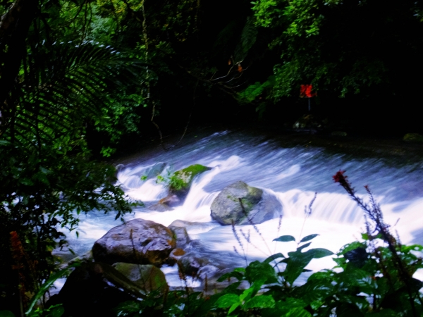 雨中寒櫻迎立春，狗殷勤古道賀新年 262358