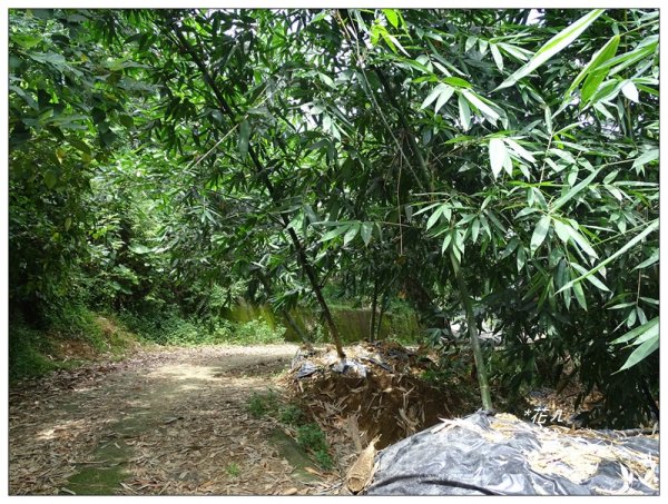 大坑/觀音山(小百岳)626912