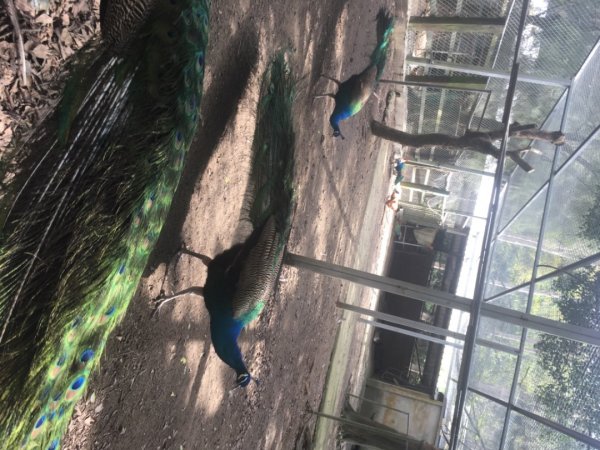 水牛城、百年土地公2036494
