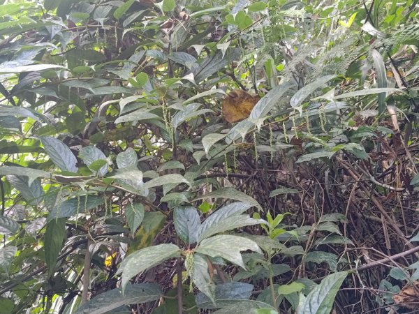 回歸自然的杜仔湖步道上雙子山2677799