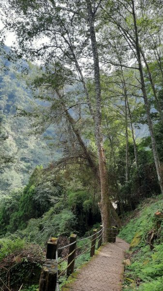 《南投》銀杏湖｜杉林溪青龍瀑布越嶺古道燕庵步道202210151880041