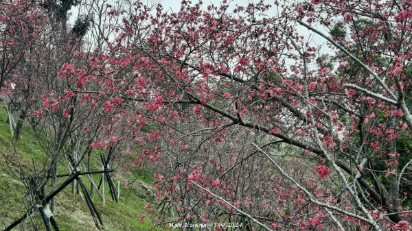 《彰化》花景第一排｜花壇虎山巖後山步道202402242436726