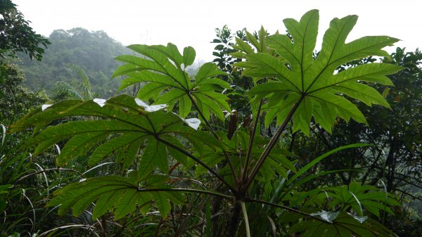 古魯林道登山健行趣(步道)1657621