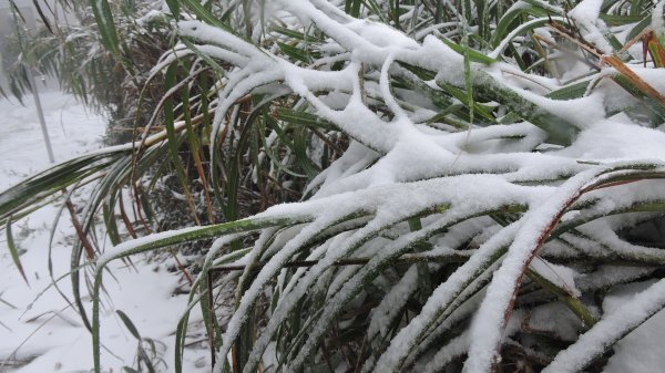 台北後花園下雪了 ！1232084