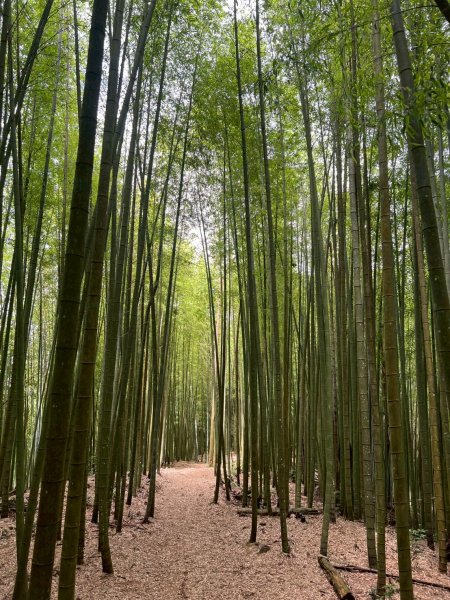 嵐山再古坑。五元兩角 木馬古道2806162