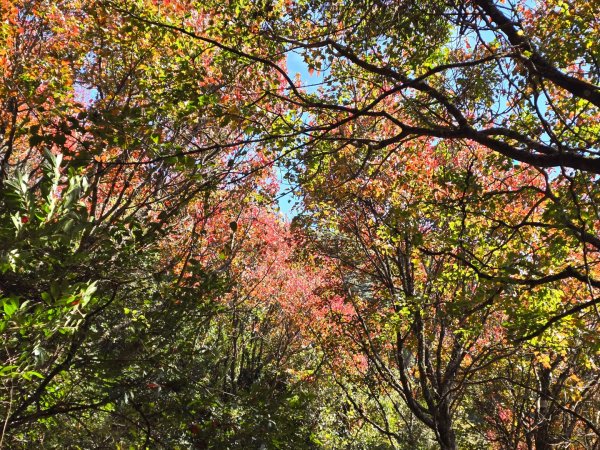 鳶嘴稍來山之楓紅／雲海2974066