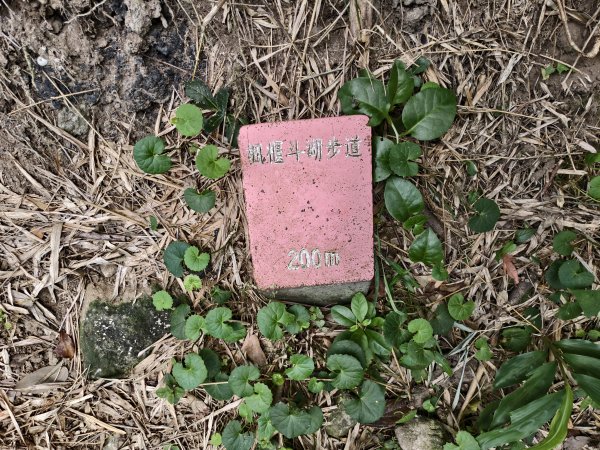 [百山百鳥尋旅-15/15] 2025_0929 硬漢嶺步道(觀音山)2900984