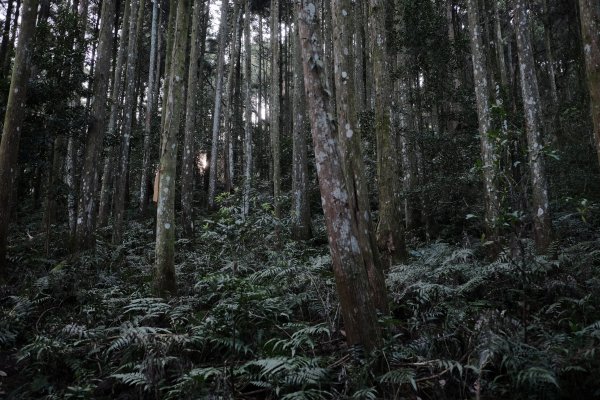 新竹尖石鄉 小錦屏溫泉上錦屏山下高島逆走O1650570