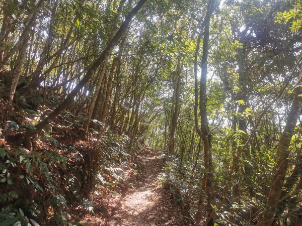 步道巡訪員│鳥嘴山步道 1 月巡訪日誌810568