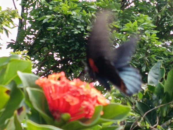 雙溪區雙澳崙+土地公嶺保甲路+青雲古道+遠景古道O型2910417