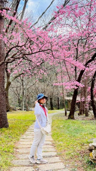 🌈2026.02.14+17武陵櫻花季✨FB：熊熊趴爬走🌈3004312