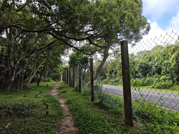 [百山百鳥尋旅-02/15] 2025_0809 社頂自然公園步道2856899