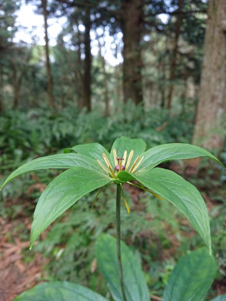 水田林道上貴妃山-鞍部石猴-那結山O型走1307491