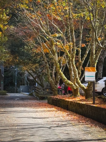 鳶嘴稍來步道賞楓季 ，大雪山門票優惠到12/31！2969593