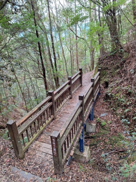 觀霧之榛山O型202411232653955