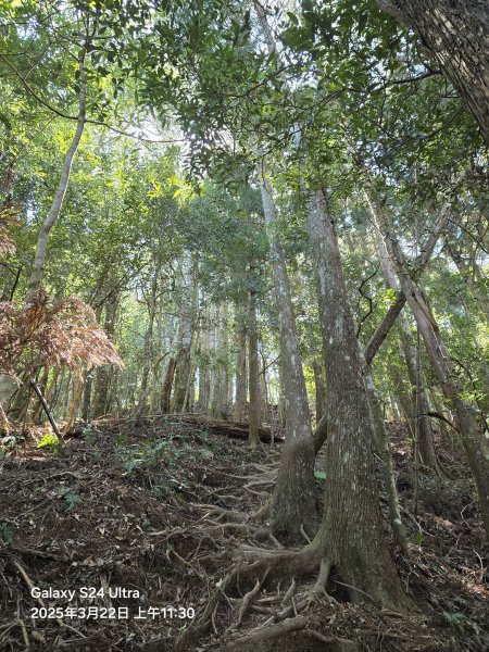 2025-03-22油羅山步道2743416