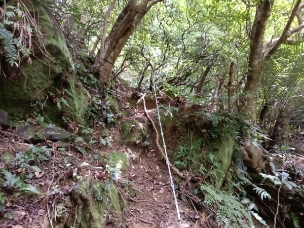 瑞芳區黃金8.5稜+南雅山O型2866457