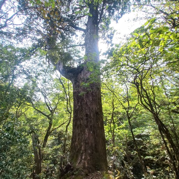 塔魔巴魔塔2698669