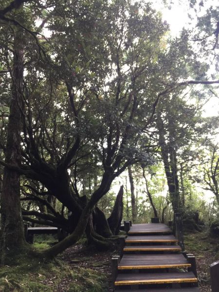 太平山檜木原始林步道225821
