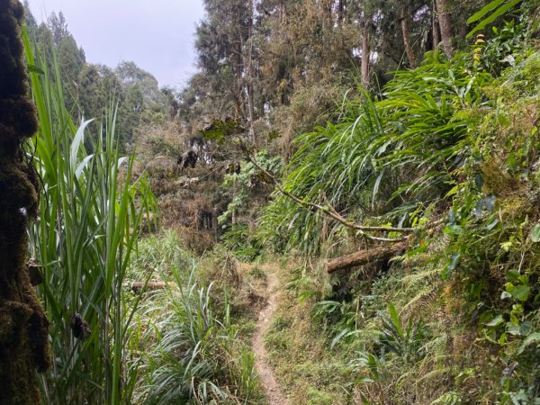 溪頭九連峰接金柑樹山2024380