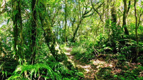 黃櫸皮寮山2898311