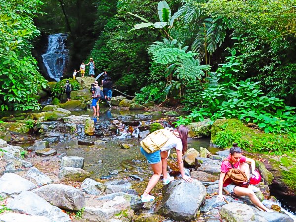 走聖母步道 一探神級抹茶山561231