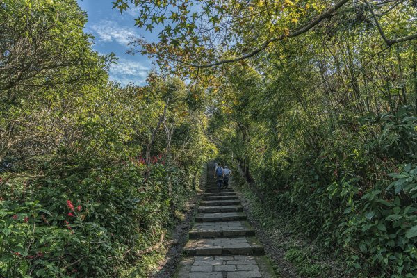 觀音山(北橫古道)1542399