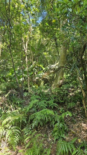 20250925柑子坑山動01-動04-市929-市582894945