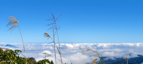 #太平山 #望洋山 #觀雲步道 #日出 #雲海 11/82931186