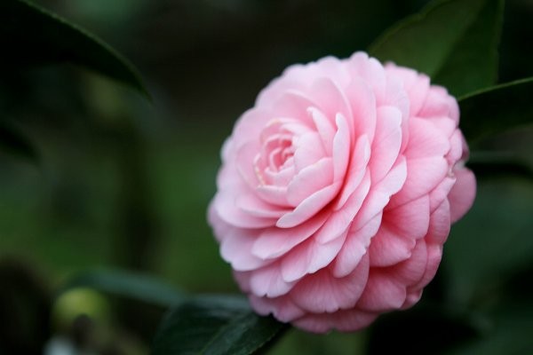 杉林溪賞花872575