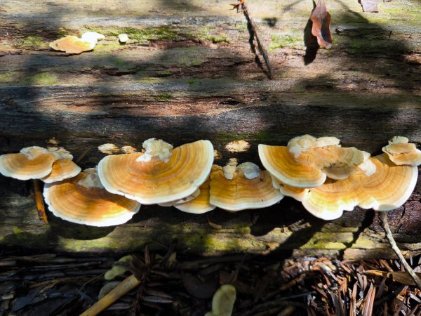 2024-08-22 澀水森林步道2578455