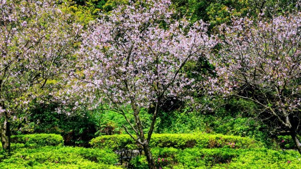 紅壇上紗帽山,花卉中心3016460