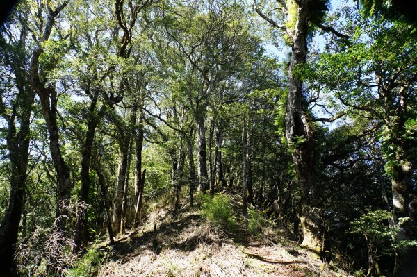 新竹 尖石 屯野生台山、石麻達山、錦屏山2904289