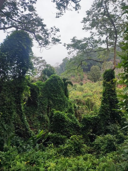 飛沙龍逆走2988864