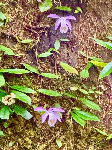 卡保石壁一葉蘭（耘夢谷上逐鹿山下O走）2809566