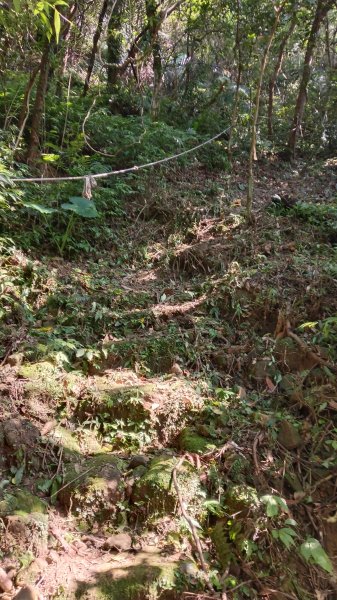 平溪區東勢格古道-咸豐嶺烽火台-峭壁雄峰-三抱竹鞍-白石後仙洞-東勢格古道P字走3126890