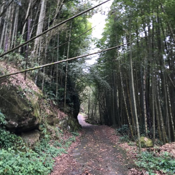 大凍山步道，頂湖出發935511