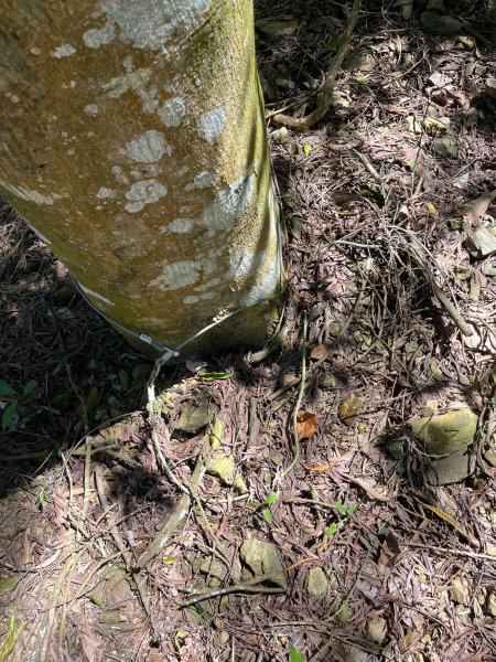 戶亞宇山基點峰-戶亞宇山主峰 2025.6.152815044