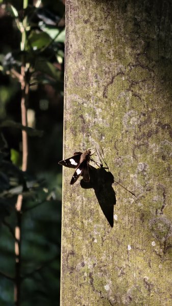 【台灣健行】台中大坑 5-1、5 頭嵙山2879640