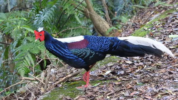 翡翠水庫壩頂 #火燒雲雲海 #日出雲海 #鱷魚島 #藍腹鷴 4/292773457