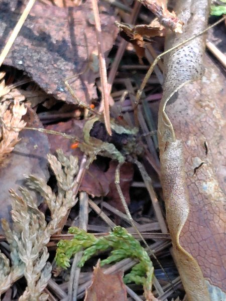 守關山南峰 守關山 守城大山2919103