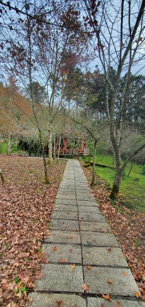 2025-01-18頂湖步道2694202