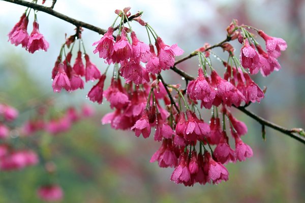 杉林溪賞花872582