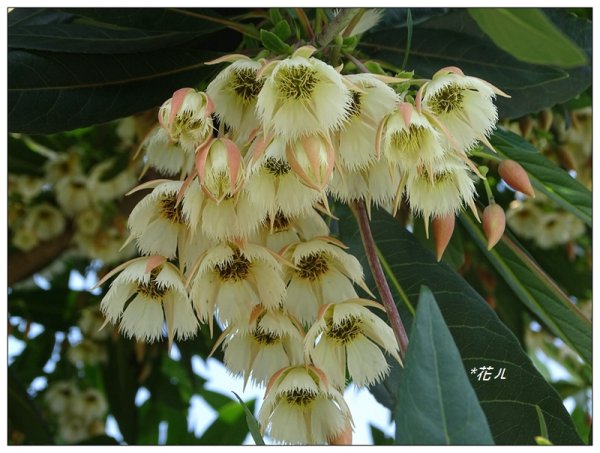 三義/水石榕的花開977970